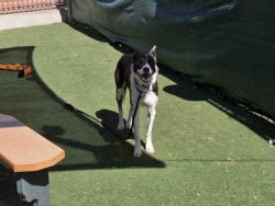 Shelter Stray Male Dog last seen LAS COLINAS, 2481 Palomar Airport Rd, Carlsbad, CA 92011, USA