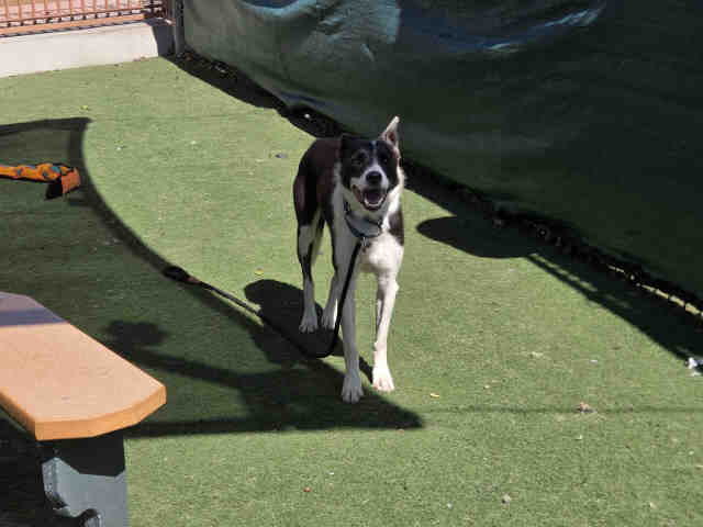 Shelter Stray Male Dog last seen LAS COLINAS, 2481 Palomar Airport Rd, Carlsbad, CA 92011, USA