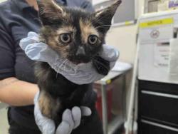 Shelter Stray Female Cat last seen SILVER PINE RD, 2481 Palomar Airport Rd, Carlsbad, CA 92011, USA