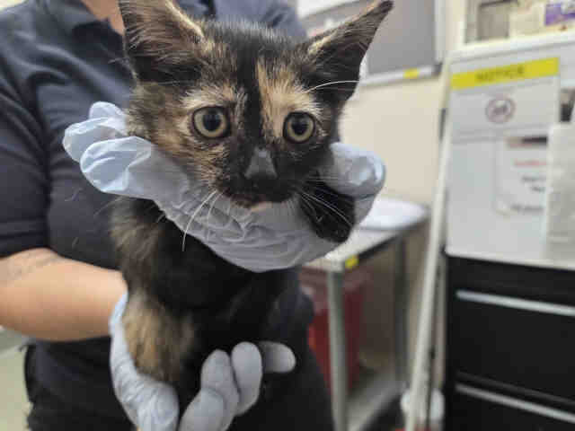 Shelter Stray Female Cat last seen SILVER PINE RD, 2481 Palomar Airport Rd, Carlsbad, CA 92011, USA