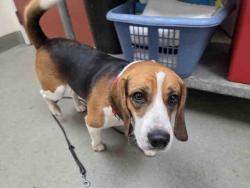 Shelter Stray Male Dog last seen SUNSET RD, VALLEY CENTER, 2481 Palomar Airport Rd, Carlsbad, CA 92011, USA