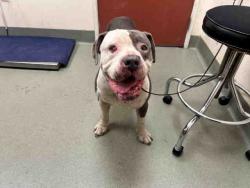 Shelter Stray Male Dog last seen BUENA CREEK RD. AND S SANTA FE, 2481 Palomar Airport Rd, Carlsbad, CA 92011, USA