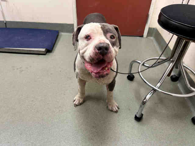 Shelter Stray Male Dog last seen BUENA CREEK RD. AND S SANTA FE, 2481 Palomar Airport Rd, Carlsbad, CA 92011, USA