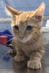 Shelter Stray Male Cat last seen Near BLOCK E BASELINE, 333 Chandler Pl, San Bernardino, CA 92408, USA