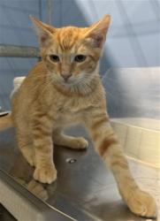 Shelter Stray Male Cat last seen Near BLOCK E BASELINE, 333 Chandler Pl, San Bernardino, CA 92408, USA