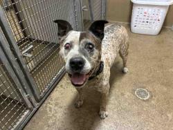 Shelter Stray Male Dog last seen JEWEL VALLEY, 5821 Sweetwater Rd, Bonita, CA 91902, USA