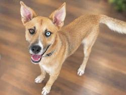 Shelter Stray Male Dog last seen , 5821 Sweetwater Rd, Bonita, CA 91902, USA