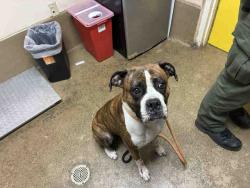 Shelter Stray Male Dog last seen CAMPO RD, 5821 Sweetwater Rd, Bonita, CA 91902, USA