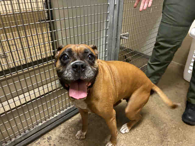 Shelter Stray Female Dog last seen CAMPO RD, 5821 Sweetwater Rd, Bonita, CA 91902, USA