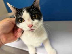 Shelter Stray Female Cat last seen HARRITT RD, 5821 Sweetwater Rd, Bonita, CA 91902, USA