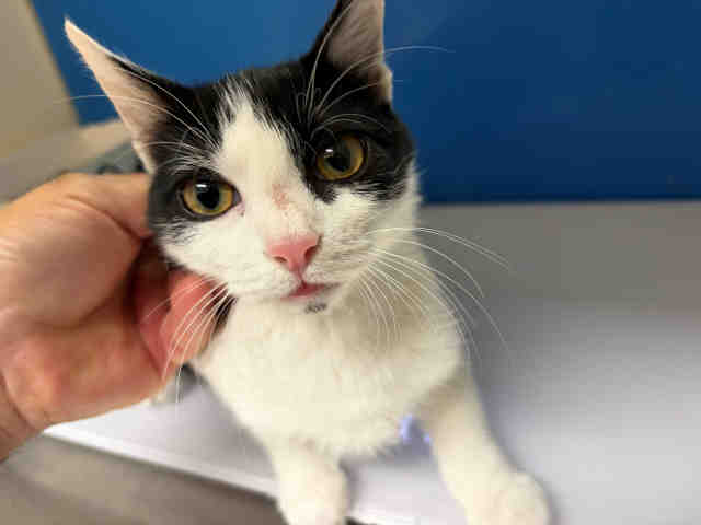 Shelter Stray Female Cat last seen HARRITT RD, 5821 Sweetwater Rd, Bonita, CA 91902, USA