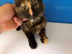 Shelter Stray Female Cat last seen HARRITT RD, 5821 Sweetwater Rd, Bonita, CA 91902, USA