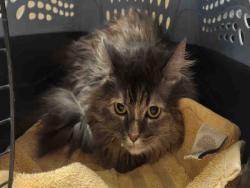 Shelter Stray Female Cat last seen POINTE PARKWAY, 5821 Sweetwater Rd, Bonita, CA 91902, USA