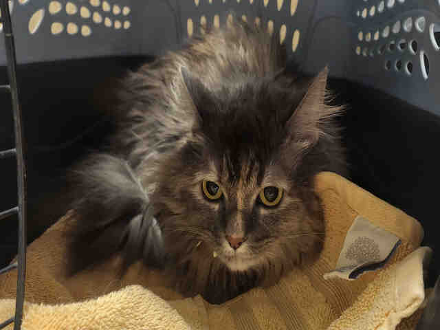 Shelter Stray Female Cat last seen POINTE PARKWAY, 5821 Sweetwater Rd, Bonita, CA 91902, USA