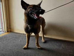 Shelter Stray Female Dog last seen FURY LN, 5821 Sweetwater Rd, Bonita, CA 91902, USA