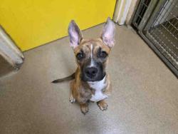 Shelter Stray Female Dog last seen , 5821 Sweetwater Rd, Bonita, CA 91902, USA