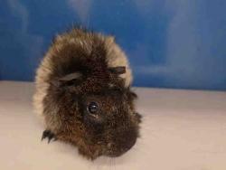Shelter Stray Male Rodent last seen , 5821 Sweetwater Rd, Bonita, CA 91902, USA