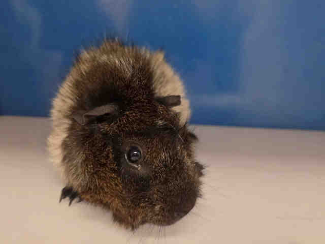 Shelter Stray Male Rodent last seen , 5821 Sweetwater Rd, Bonita, CA 91902, USA