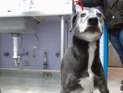 Shelter Stray Male Dog last seen NOT A REGISTERED OWNER, 11800 Sunset Gardens Rd SW, Albuquerque, NM 87121, USA