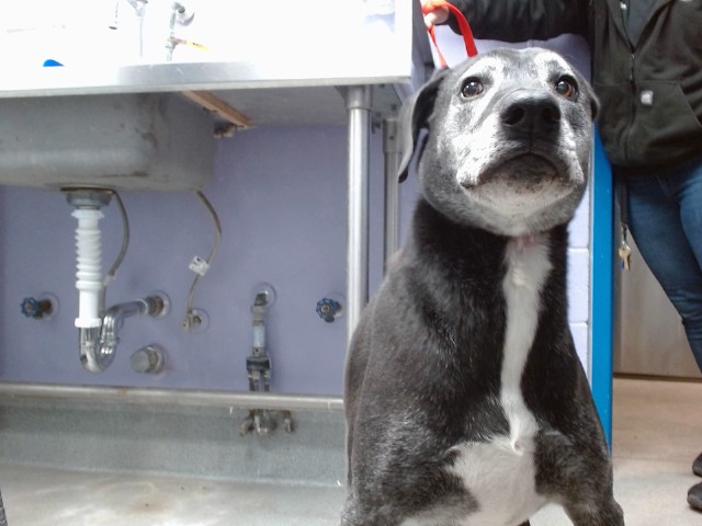 Shelter Stray Male Dog last seen NOT A REGISTERED OWNER, 11800 Sunset Gardens Rd SW, Albuquerque, NM 87121, USA
