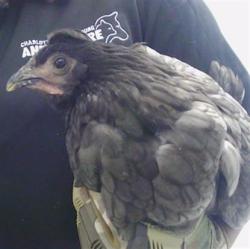 Shelter Stray Female Livestock last seen CHARLOTTE, 8315 Byrum Dr, Charlotte, NC 28217, USA