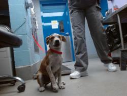 Shelter Stray Male Dog last seen TRUMBLE AND INDIANA, 11800 Sunset Gardens Rd SW, Albuquerque, NM 87121, USA