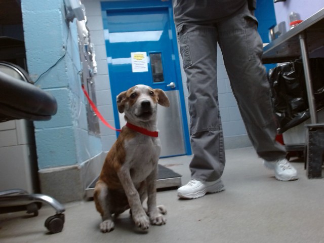 Shelter Stray Male Dog last seen TRUMBLE AND INDIANA, 11800 Sunset Gardens Rd SW, Albuquerque, NM 87121, USA