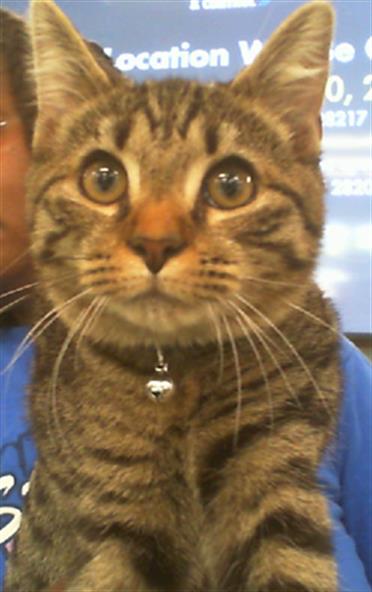 Shelter Stray Male Cat last seen CHARLOTTE, 8315 Byrum Dr, Charlotte, NC 28217, USA