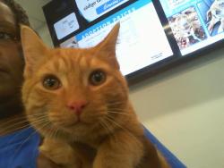 Shelter Stray Male Cat last seen CHARLOTTE, 8315 Byrum Dr, Charlotte, NC 28217, USA