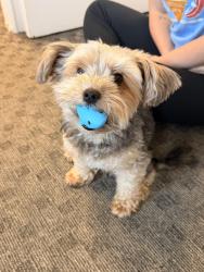 Found/Stray Male Dog last seen Haymarket, Haymarket, VA 20155