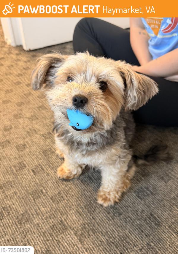 Found/Stray Male Dog last seen Haymarket, Haymarket, VA 20155