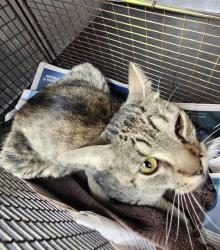Shelter Stray Unknown Cat last seen Near BLOCK ROOSEVELT, 4710 TX-151, San Antonio, TX 78227, USA