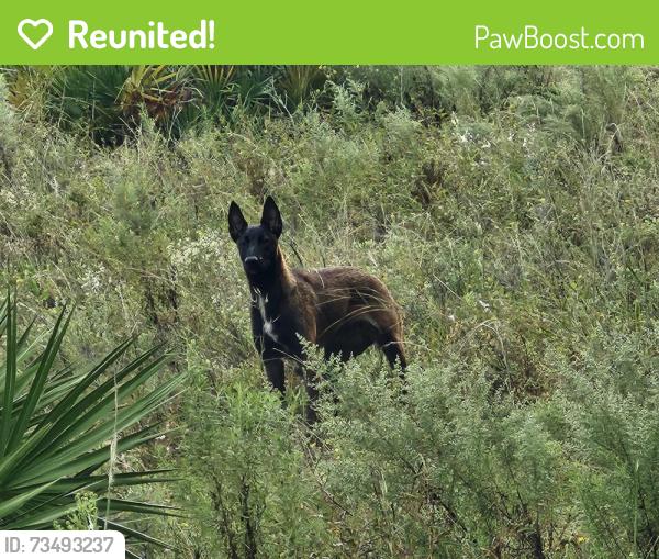 Reunited Unknown Dog last seen W. Pendleton St. Citrus springs fl, Citrus Springs, FL 34434