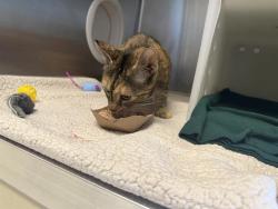 Shelter Stray Female Cat last seen Near BLOCK N 52ND ST, 3839 W Burnham St, West Milwaukee, WI 53215, USA