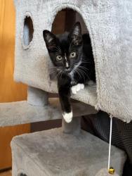 Shelter Stray Female Cat last seen FLORIN RD & 20TH ST, 2127 Front St, Sacramento, CA 95818, USA