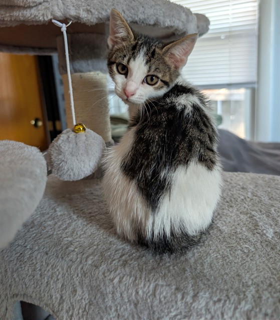 Shelter Stray Female Cat last seen FLORIN RD & 20TH ST, 2127 Front St, Sacramento, CA 95818, USA