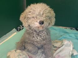 Shelter Stray Male Dog last seen CALVINE RD & CARLIN AVE, 2127 Front St, Sacramento, CA 95818, USA