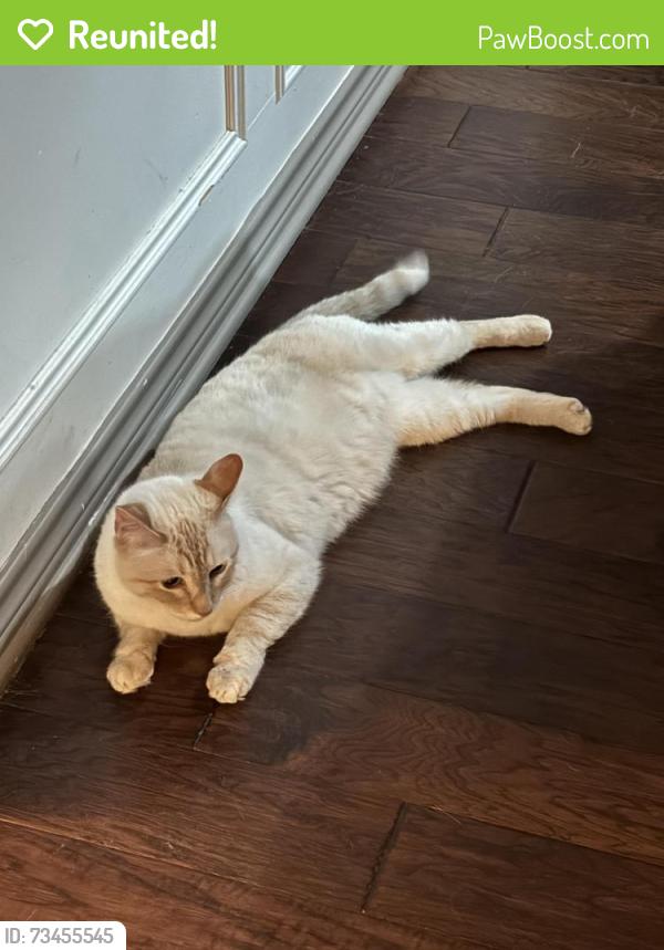 Reunited Male Cat last seen In home, Sachse, TX 75048