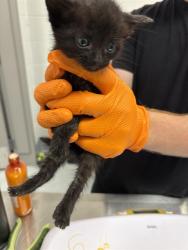 Shelter Stray Female Cat last seen Near, 5001 E Raymond St, Indianapolis, IN 46203, USA