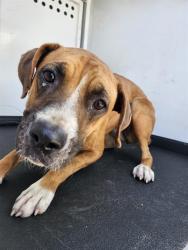 Shelter Stray Female Dog last seen Near BLK 28TH ST,BAKERSFIELD,CA, 201 S Mt Vernon Ave, Bakersfield, CA 93307, USA
