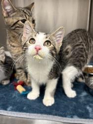 Shelter Stray Male Cat last seen Near, 5001 E Raymond St, Indianapolis, IN 46203, USA