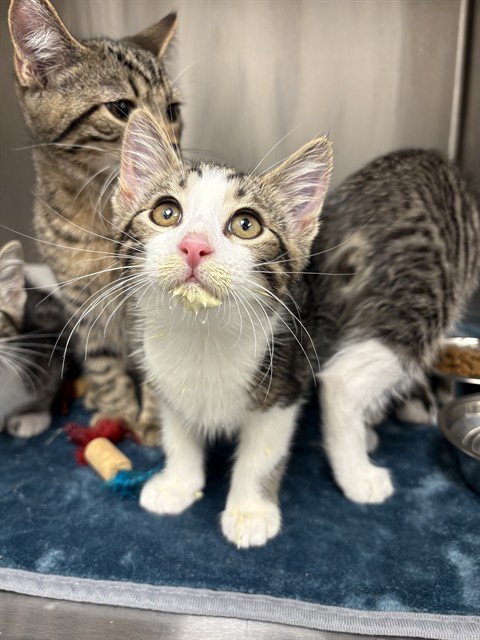 Shelter Stray Male Cat last seen Near, 5001 E Raymond St, Indianapolis, IN 46203, USA