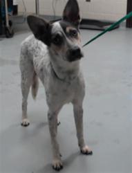 Shelter Stray Male Dog last seen Near BUNCE RD, FAYETTEVILLE NC 28314, 4704 Corporation Dr, Fayetteville, NC 28306, USA