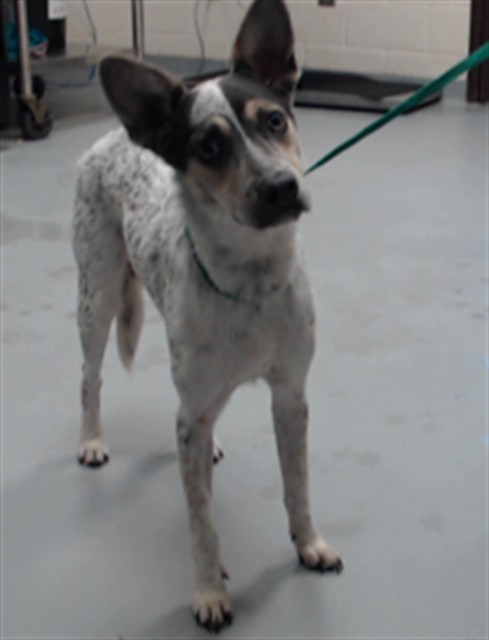 Shelter Stray Male Dog last seen Near BUNCE RD, FAYETTEVILLE NC 28314, 4704 Corporation Dr, Fayetteville, NC 28306, USA