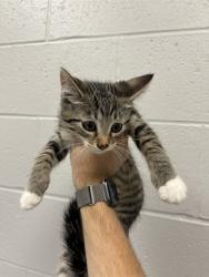 Shelter Stray Male Cat last seen Near, 5001 E Raymond St, Indianapolis, IN 46203, USA