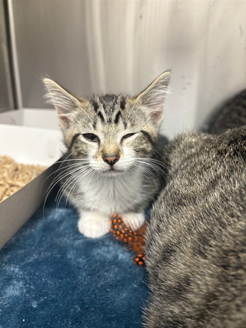 Shelter Stray Female Cat last seen Near, 5001 E Raymond St, Indianapolis, IN 46203, USA