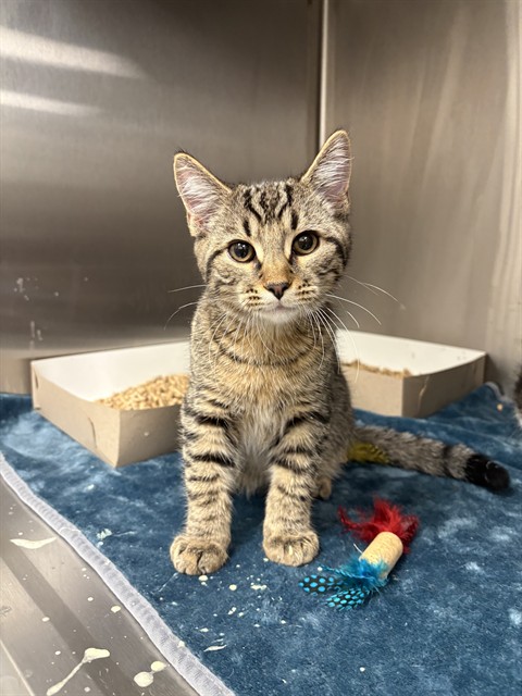 Shelter Stray Male Cat last seen Near, 5001 E Raymond St, Indianapolis, IN 46203, USA