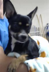 Shelter Stray Male Dog last seen Near BLOCK BRAGG BLVD, FAYETTEVILLE NC 28303, 4704 Corporation Dr, Fayetteville, NC 28306, USA