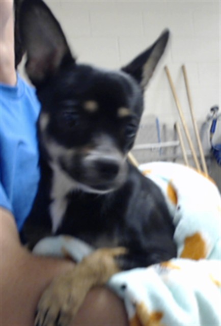 Shelter Stray Male Dog last seen Near BLOCK BRAGG BLVD, FAYETTEVILLE NC 28303, 4704 Corporation Dr, Fayetteville, NC 28306, USA