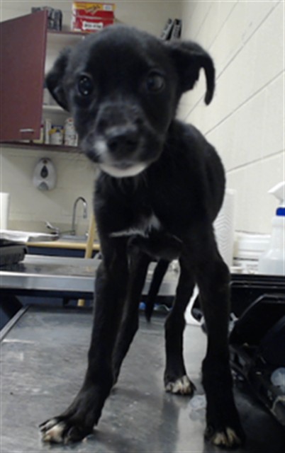 Shelter Stray Female Dog last seen Near BLOCK POST AVE, FAYETTEVILLE NC 28301, 4704 Corporation Dr, Fayetteville, NC 28306, USA